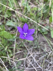 Campanula parryi