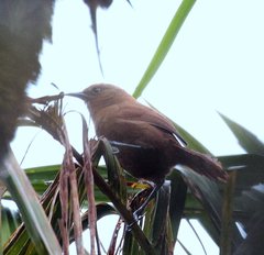 Cinnycerthia unirufa