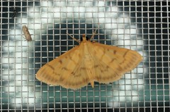 Patania punctimarginalis