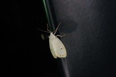 Miltochrista calamina