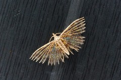 Pterotopteryx spilodesma