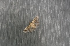 Pterotopteryx spilodesma