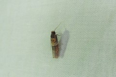 Calguia defiguralis