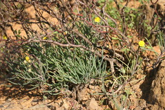 Crassothonna protecta