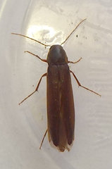 Serropalpus