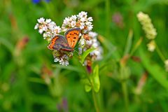 Lycaena phlaeas