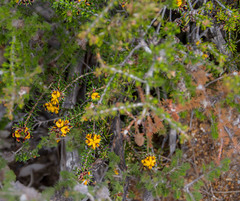 Pultenaea barbata