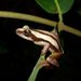 De Witte's Spiny Reed Frog - Photo (c) Jakob Fahr, some rights reserved (CC BY-NC), uploaded by Jakob Fahr
