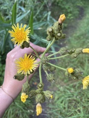Sonchus palustris