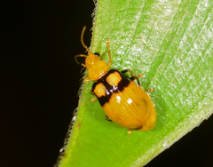 Monolepta oculata