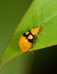 Monolepta oculata
