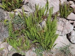 Amauropelta argentina