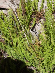 Amauropelta argentina