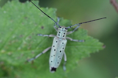 Saperda punctata