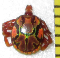 Amblyomma hebraeum
