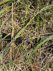 Pantherophis alleghaniensis