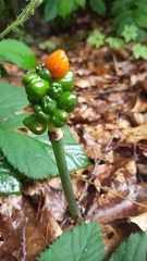 Arum maculatum