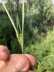 Dichanthelium linearifolium
