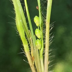 Dichanthelium linearifolium