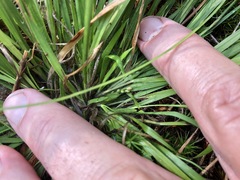 Dichanthelium linearifolium