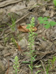 Lepidium densiflorum