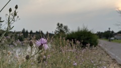 Centaurea stoebe