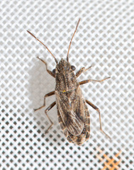 Ortholomus punctipennis