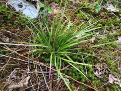 Dichanthelium linearifolium