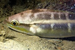 Pentapodus paradiseus