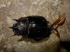 Heliocopris minos