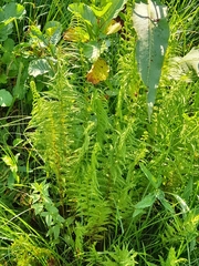 Thelypteris palustris palustris