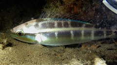 Pentapodus paradiseus