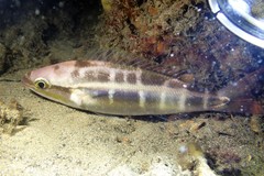 Pentapodus paradiseus