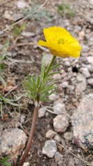 Ranunculus adoneus