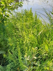 Thelypteris palustris palustris