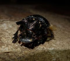 Heliocopris minos