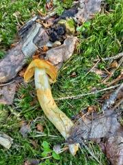 Aureonarius limonius