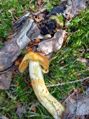 Aureonarius limonius