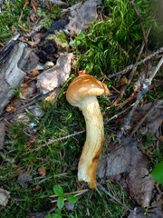 Aureonarius limonius