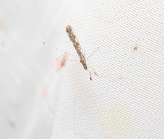 Empicoris vagabundus