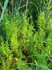 Thelypteris palustris palustris