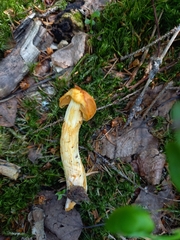 Aureonarius limonius