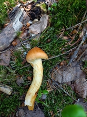 Aureonarius limonius