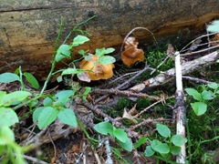 Aureonarius limonius