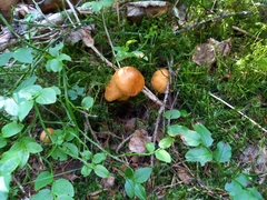 Aureonarius limonius