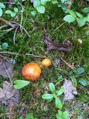 Aureonarius limonius