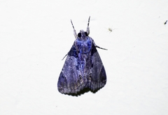 Ercheia