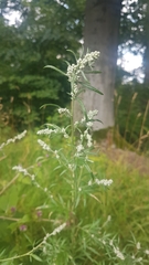 Artemisia vulgaris