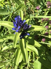 Gentiana cruciata