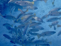 Lutjanus ehrenbergii